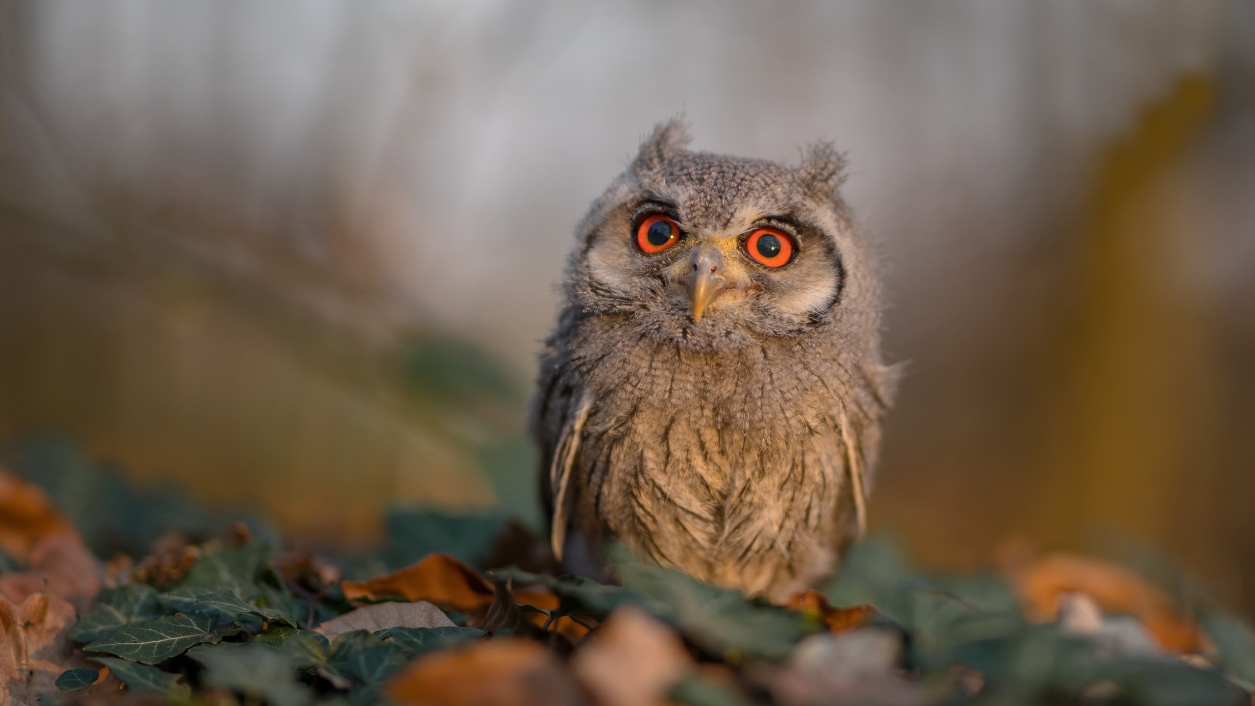中国香港队的未来之路：如何培养更多年轻球员接班乒乓巨星，香港队乒乓球男队员名单