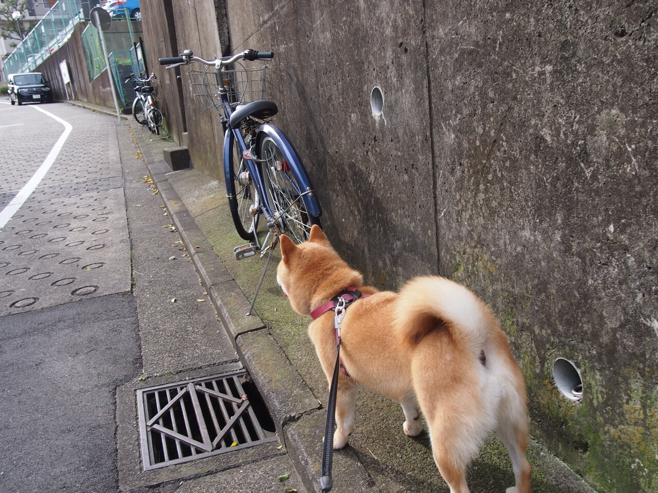 伊拉克男篮在西亚锦标赛中展现实力，奋勇争先